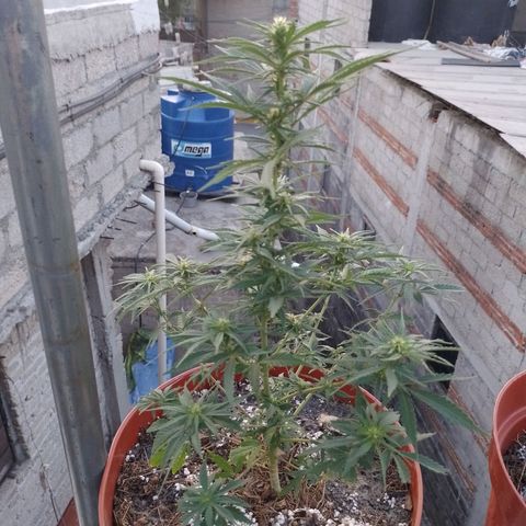 Genética desconocida growlog timeline photo