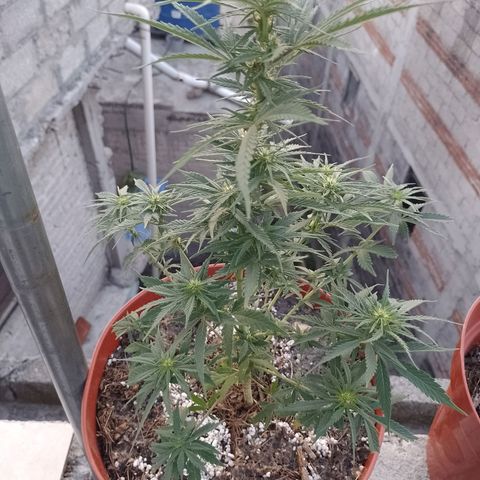 Genética desconocida growlog timeline photo