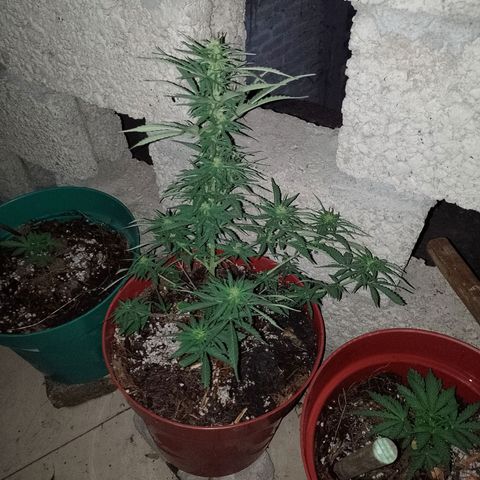 Genética desconocida growlog timeline photo