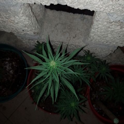 Genética desconocida growlog timeline photo