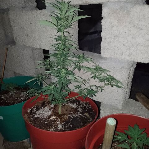 Genética desconocida growlog timeline photo