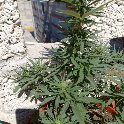 Genética desconocida growlog timeline photo
