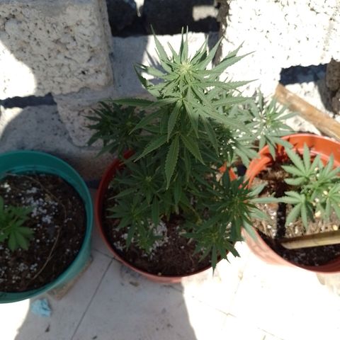 Genética desconocida growlog timeline photo