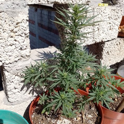 Genética desconocida growlog timeline photo