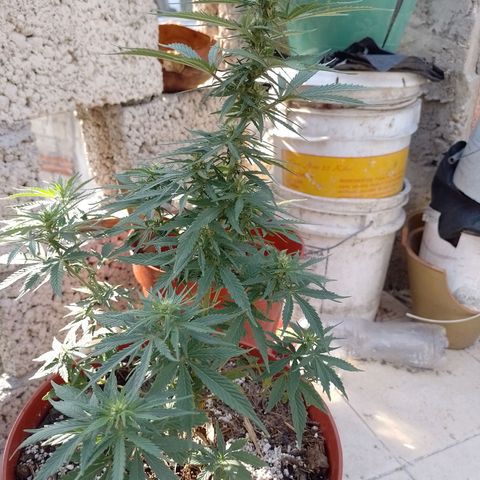 Genética desconocida growlog timeline photo