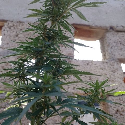 Genética desconocida growlog timeline photo