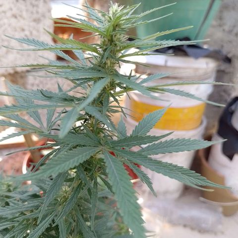 Genética desconocida growlog timeline photo