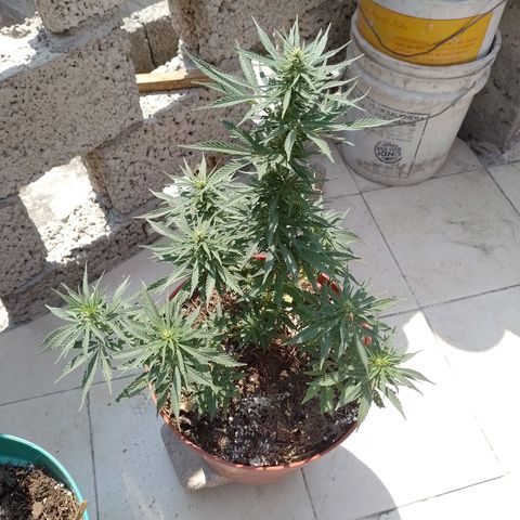 Genética desconocida growlog timeline photo