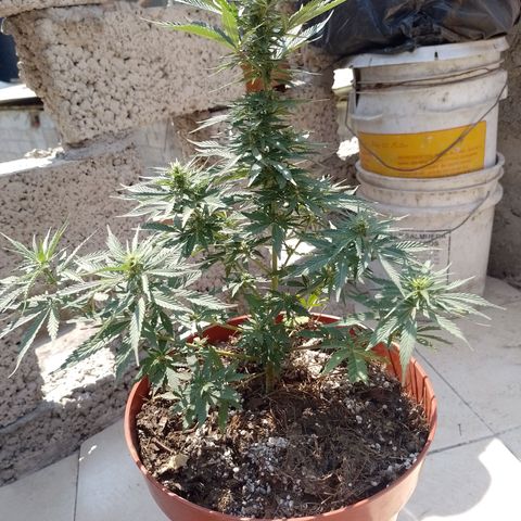 Genética desconocida growlog timeline photo