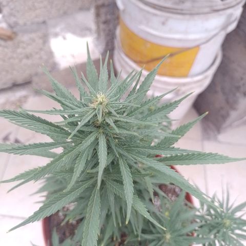 Genética desconocida growlog timeline photo