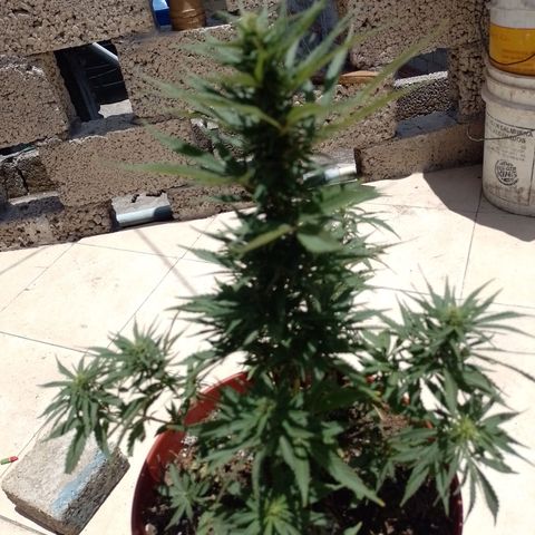 Genética desconocida growlog timeline photo