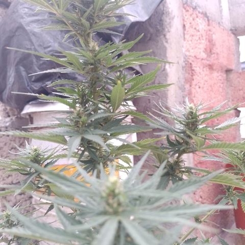 Genética desconocida growlog timeline photo