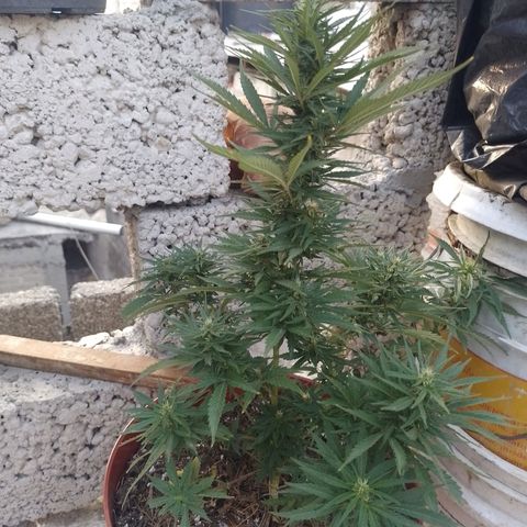 Genética desconocida growlog timeline photo