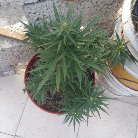 Genética desconocida growlog timeline photo
