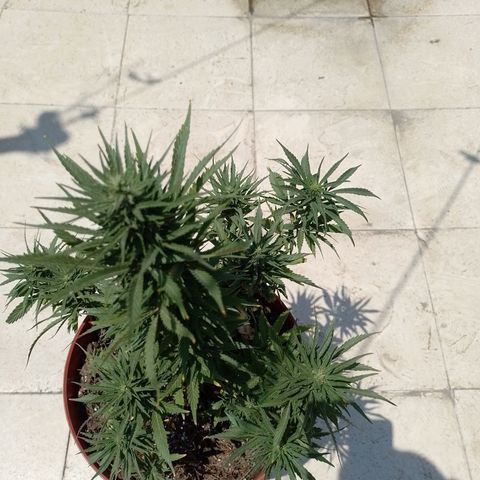 Genética desconocida growlog timeline photo