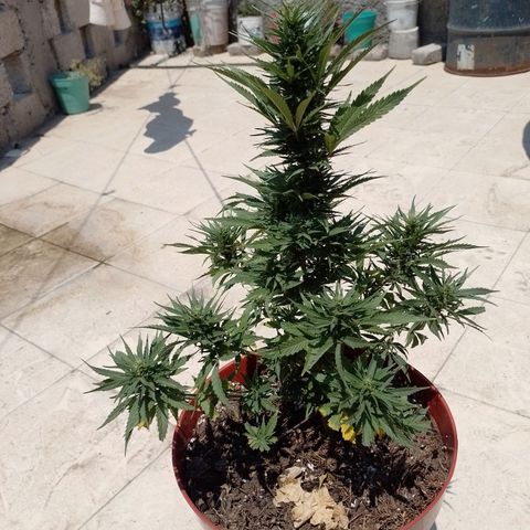 Genética desconocida growlog timeline photo