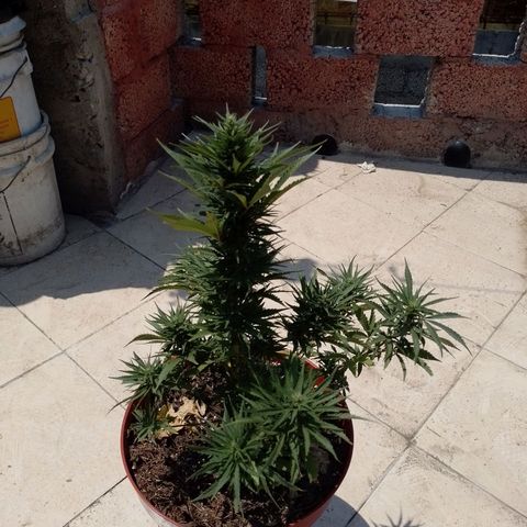 Genética desconocida growlog timeline photo