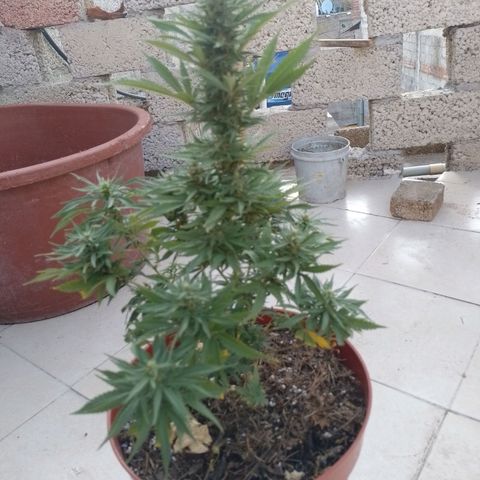 Genética desconocida growlog timeline photo