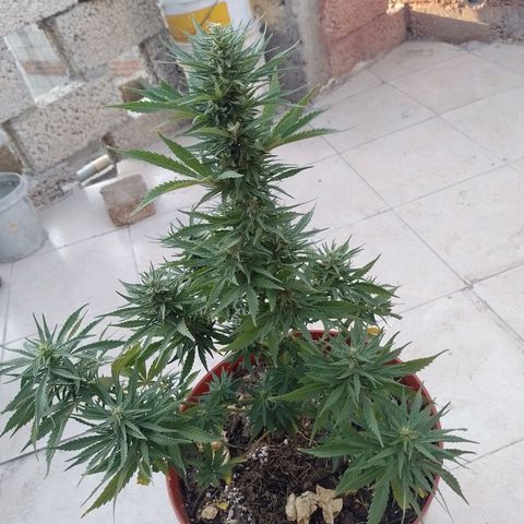 Genética desconocida growlog timeline photo