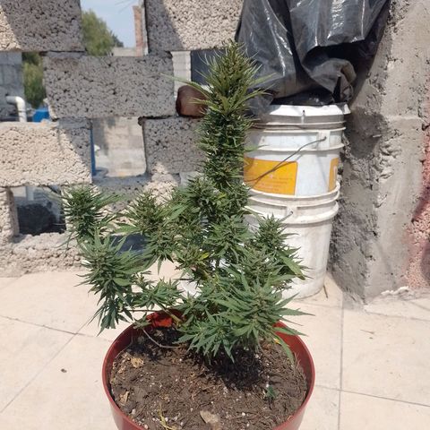 Genética desconocida growlog timeline photo