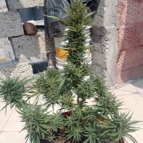 Genética desconocida growlog timeline photo