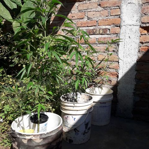 Paraguaya Sativa Chorrillo growlog timeline photo