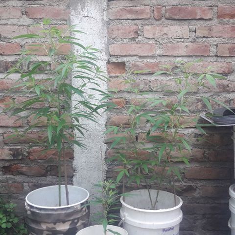 Paraguaya Sativa Chorrillo growlog photo: Las 3 hembras que quedaron