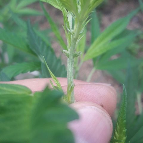 Paraguaya Sativa Chorrillo growlog photo: 1er día de floración