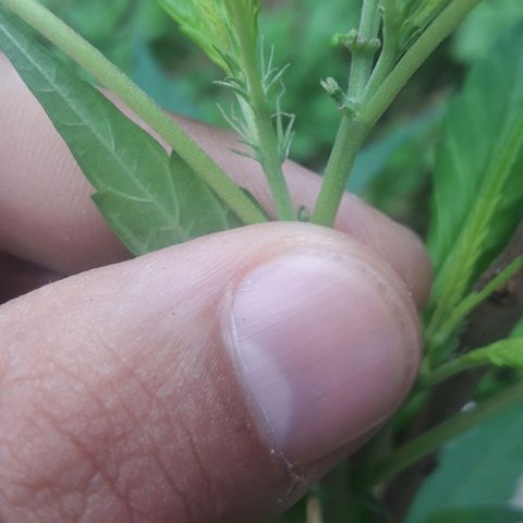 Paraguaya Sativa Chorrillo growlog photo: 1er día de floración