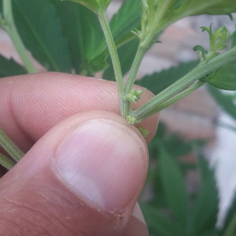 Paraguaya Sativa Chorrillo growlog photo: Sexo Masculino 😩