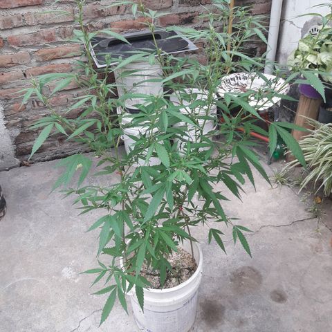 Paraguaya Sativa Chorrillo growlog timeline photo