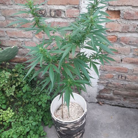 Paraguaya Sativa Chorrillo growlog timeline photo