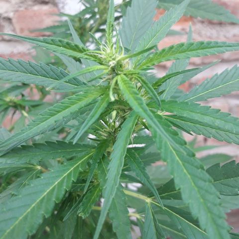 Paraguaya Sativa Chorrillo growlog timeline photo
