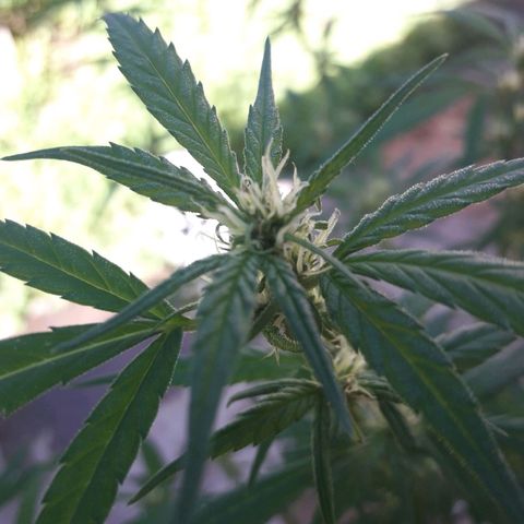 Paraguaya Sativa Chorrillo growlog timeline photo