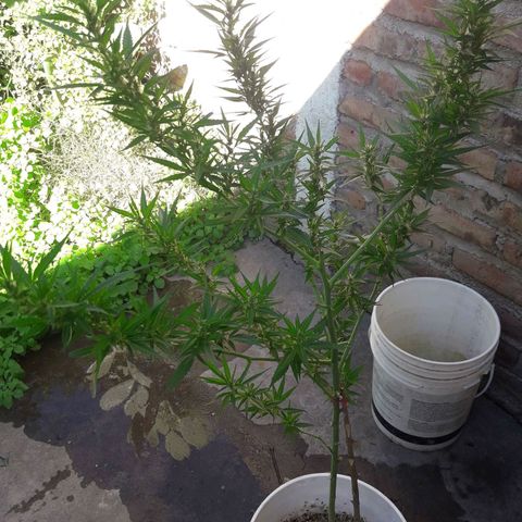 Paraguaya Sativa Chorrillo growlog timeline photo