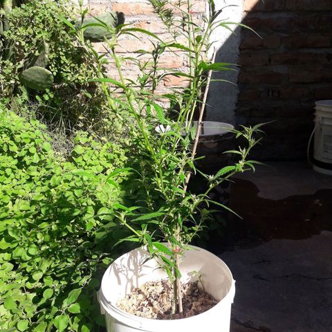 Paraguaya Sativa Chorrillo growlog timeline photo