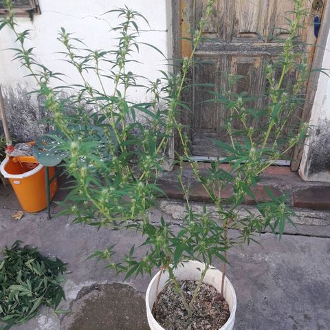 Paraguaya Sativa Chorrillo growlog timeline photo