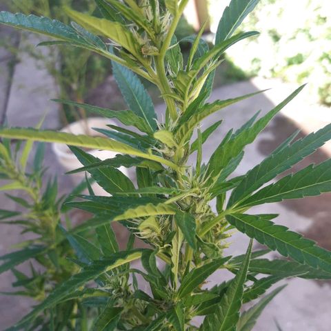 Paraguaya Sativa Chorrillo growlog timeline photo