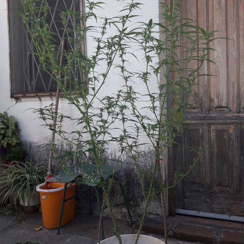Paraguaya Sativa Chorrillo growlog timeline photo