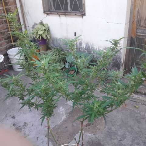 Paraguaya Sativa Chorrillo growlog photo: 1ra Parte Cosecha