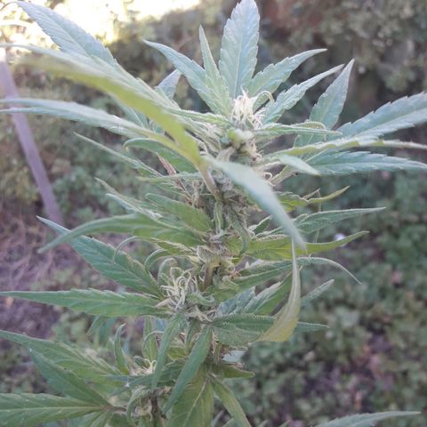 Paraguaya Sativa Chorrillo growlog photo: 1ra Parte Cosecha