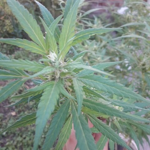 Paraguaya Sativa Chorrillo growlog photo: 1ra Parte Cosecha