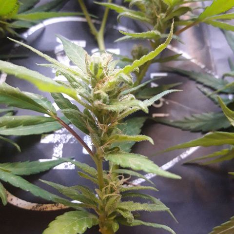 Paraguaya Sativa Chorrillo growlog photo: Cogollo de la 1ra Parte de Cosecha