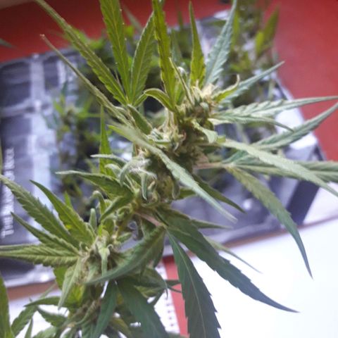 Paraguaya Sativa Chorrillo growlog photo: Cogollo de la 1ra Parte de Cosecha