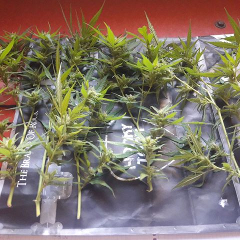 Paraguaya Sativa Chorrillo growlog photo: Cogollo de la 1ra Parte de Cosecha