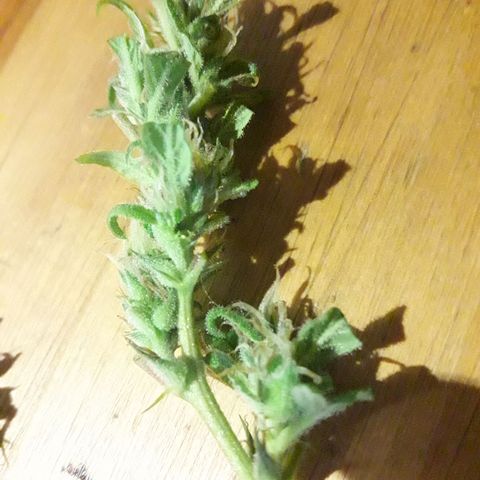 Paraguaya Sativa Chorrillo growlog timeline photo