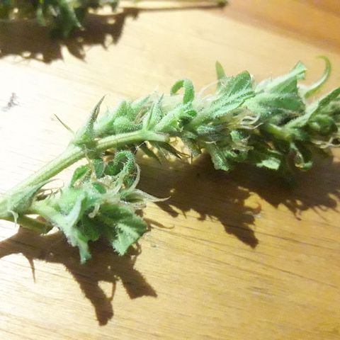 Paraguaya Sativa Chorrillo growlog timeline photo