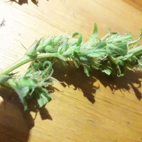 Paraguaya Sativa Chorrillo growlog timeline photo