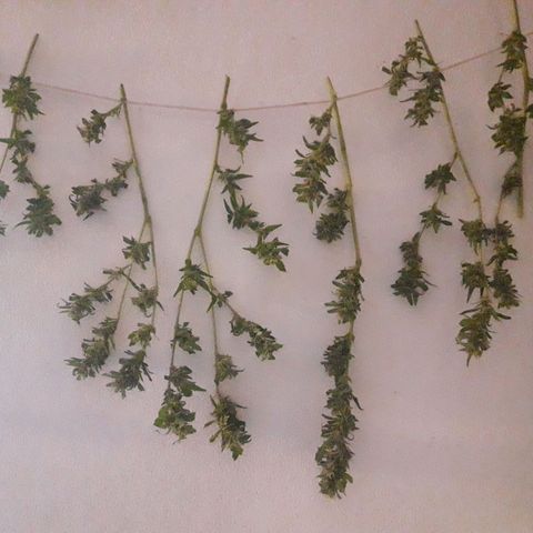 Paraguaya Sativa Chorrillo growlog photo: Recorte y puesta Secado 