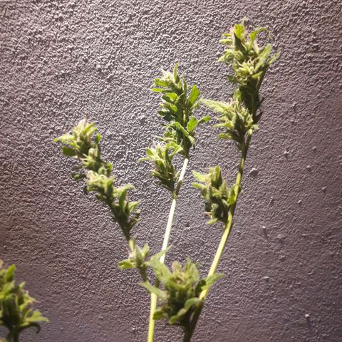 Paraguaya Sativa Chorrillo growlog timeline photo